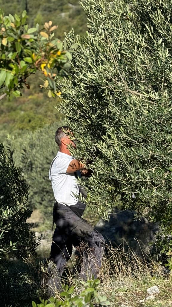 Olive Groves