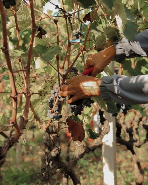 Cold Pressing · Wine Production